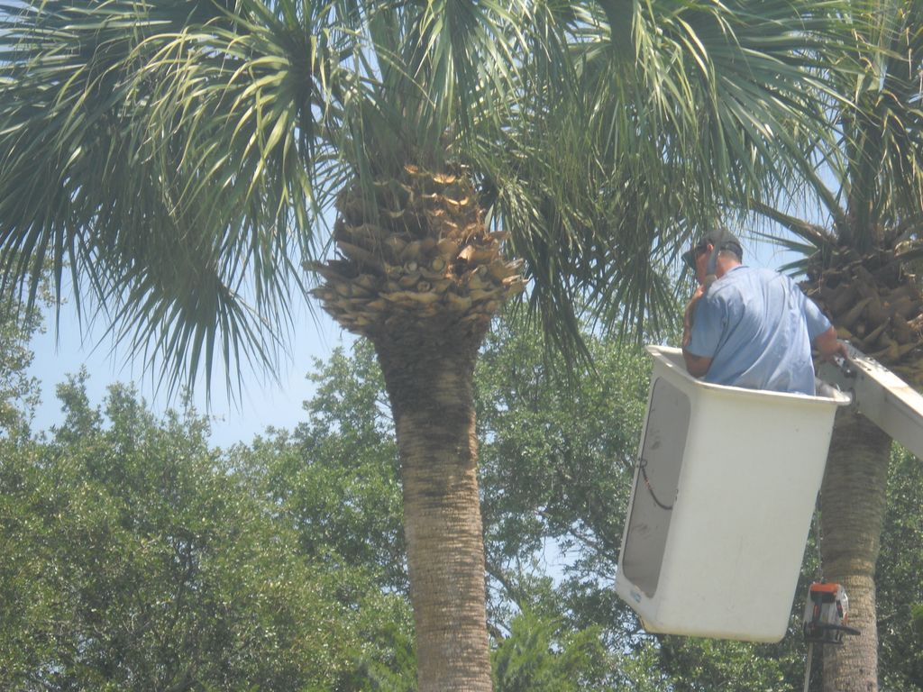 Tree Services Brunswick, Georgia