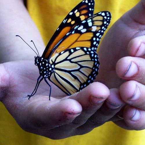 Butterfly in the Hands of a child (before retouchi