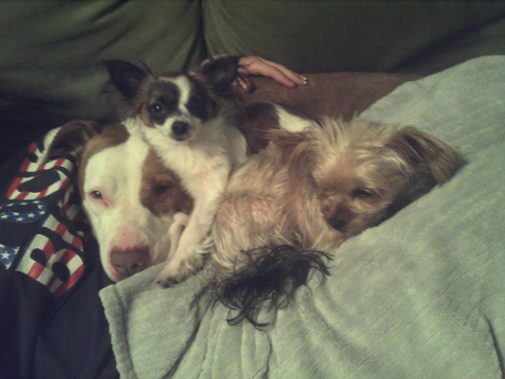 Pet Sitting in my home...everyone gets along :)