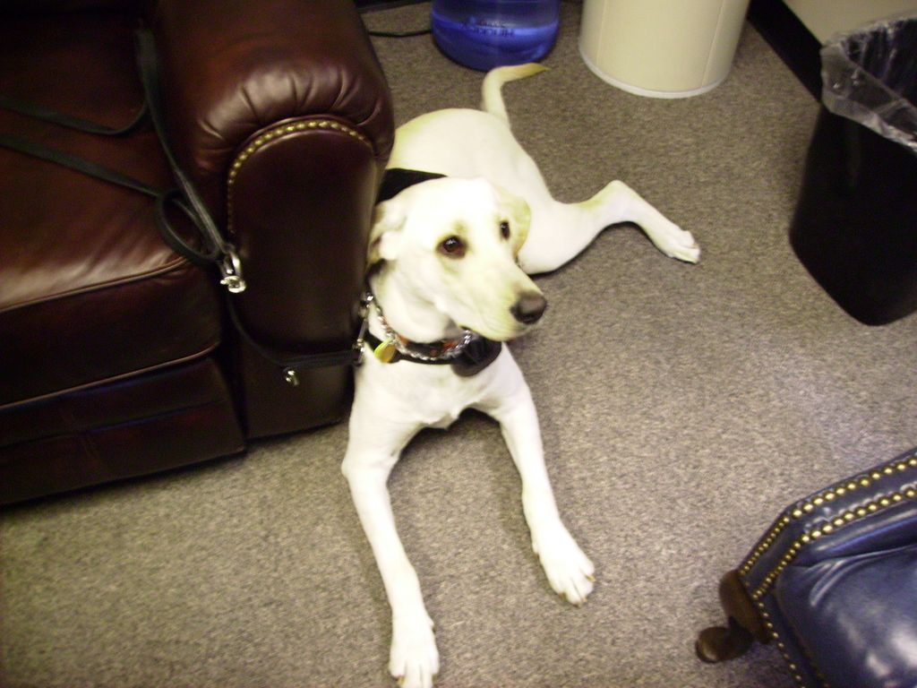 Service dog in training at a doctor's office