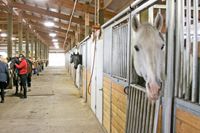 Stalls line the indoor arena. wide corridor and ea