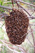 A Honeybee Swarm - common in late spring