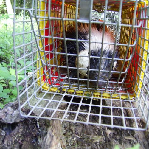 A Striped Skunk ready to be relocated (ask about o