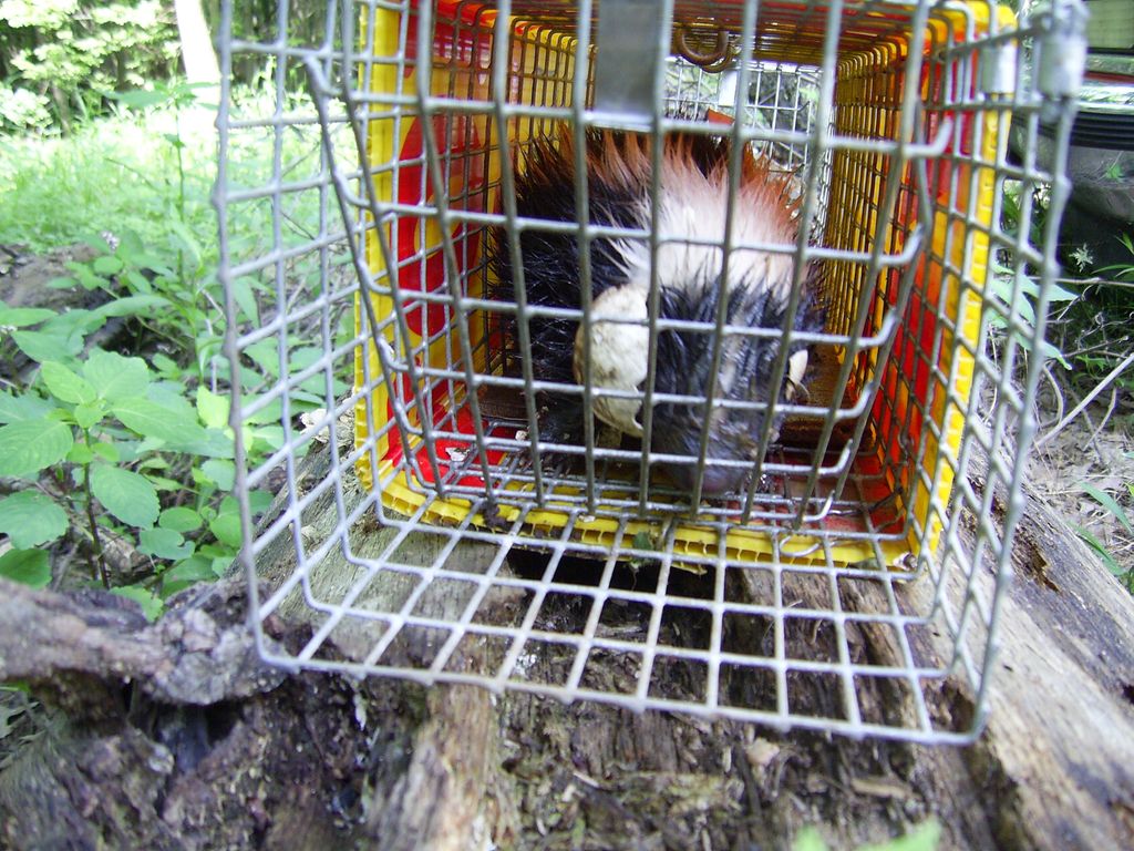 A Striped Skunk ready to be relocated (ask about o