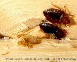 Bed bugs on wood
