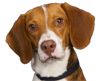 Roscoe the Bed Bug Dog