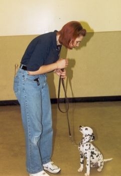 Genna, an 8 week old dalmatian puppy fully obedien