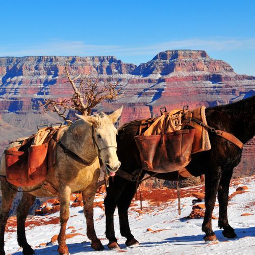 Mules at the Grand Canyon - Grand Canyon and Navaj