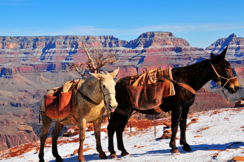 Mules at the Grand Canyon - Grand Canyon and Navaj