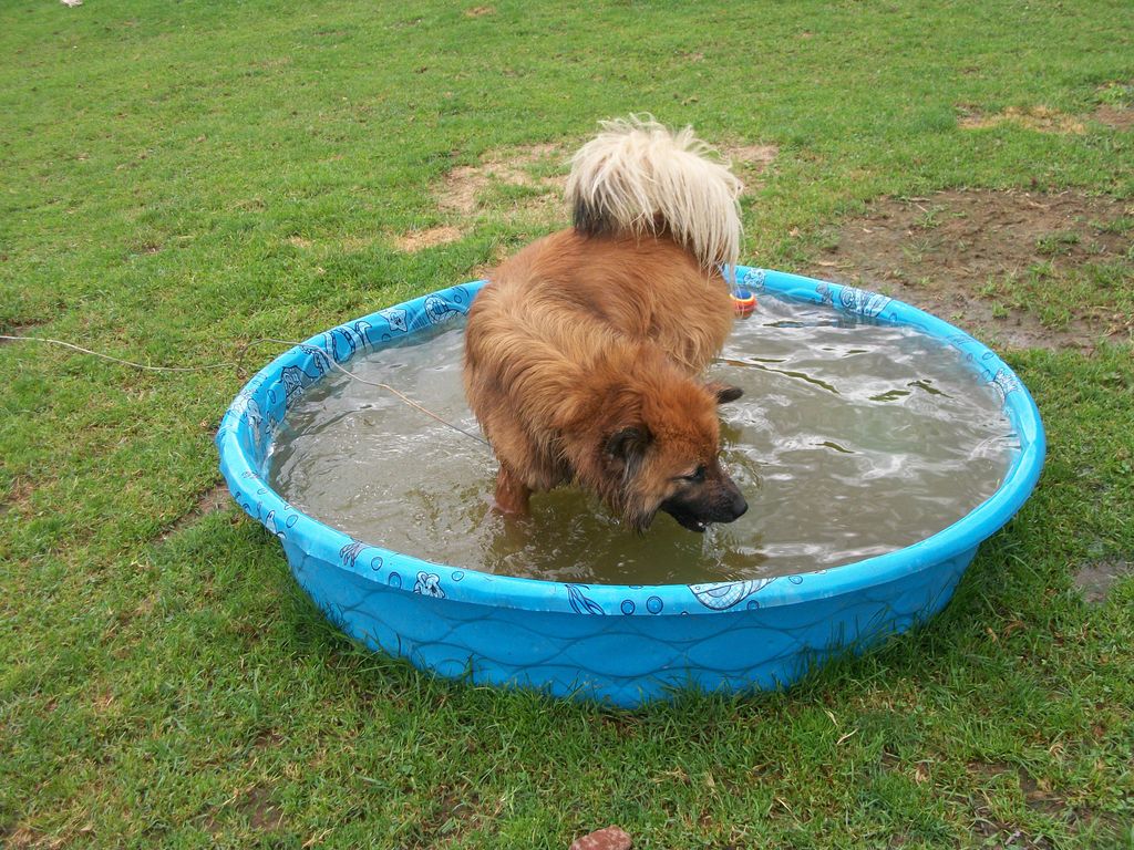 summer pool time fun at Doggie Day Care
