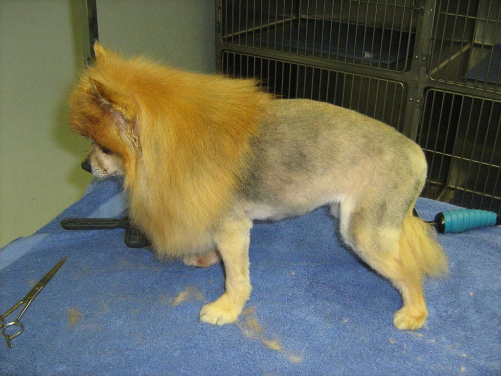 We do all sorts of hair styles in the Grooming Sal