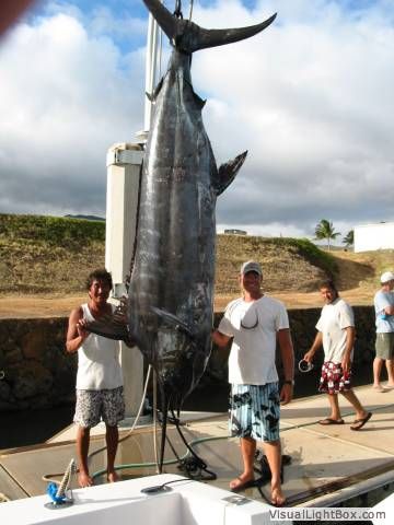 636# Pacific Blue Marlin