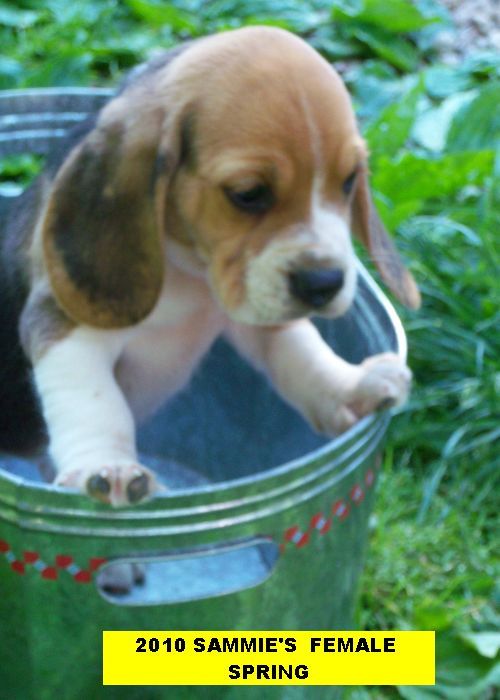 We only have 3 litters of beagles a year, usually 