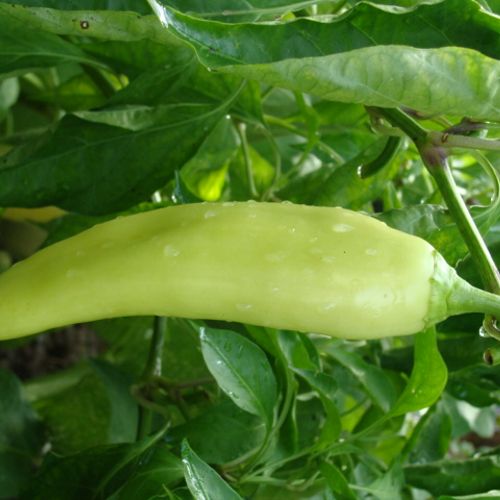 Fresh crisp banana peppers grown to perfection.
