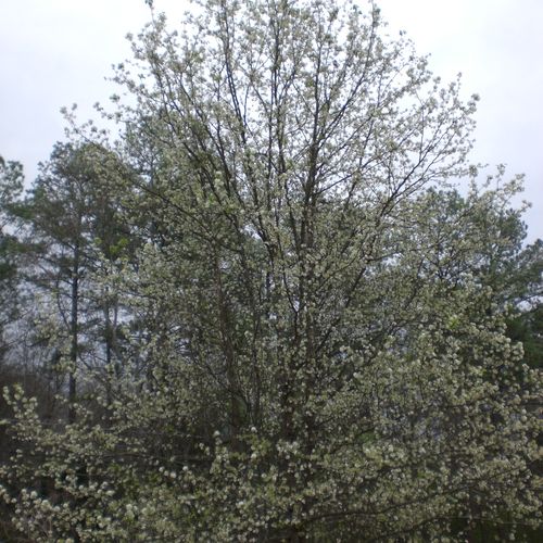 Bradford Pear Tree...plant one of these beauties!
