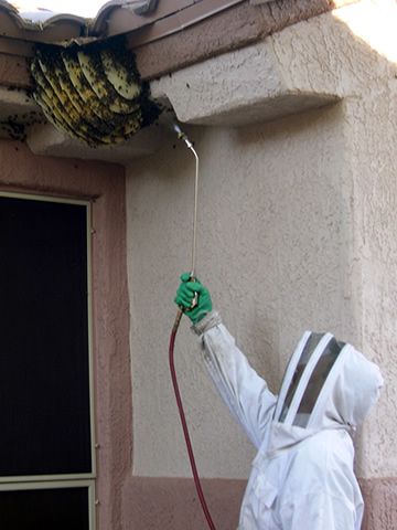 Bee Removal Job in Sun City.