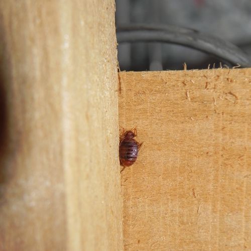 Adult bed bug on internal box spring framing.