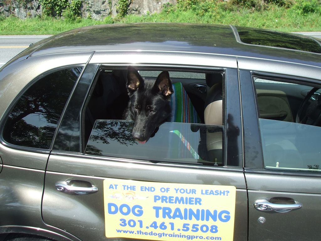 Premier Dog Training LLC