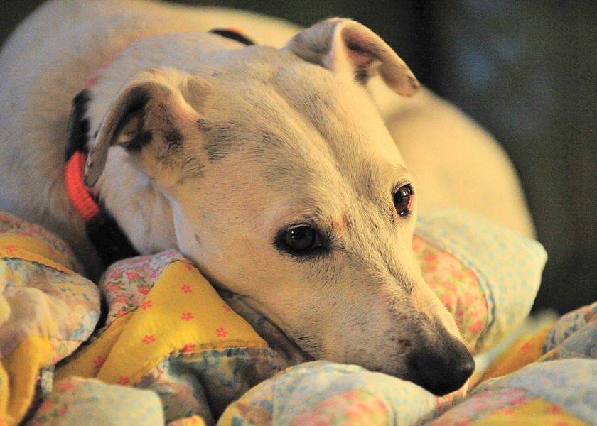 &quot;I look forward to my daily dog walks, pettin