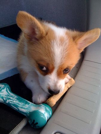 "I suffer from Terminal Cuteness!!"  Cooper, Redwo