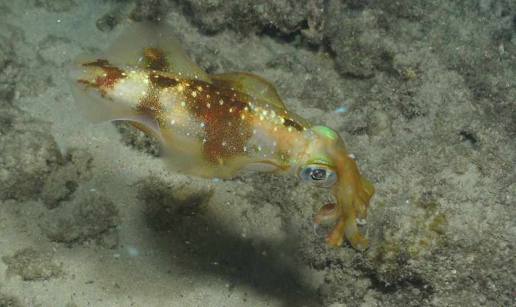 Cuttle Fish on a night dive. Oahu, HI