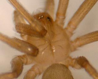 Close up of Brown Recluse Spider