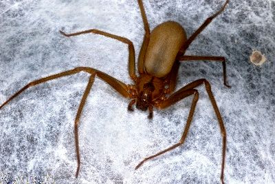 Brown Recluse Spider on webbing/eggsac
