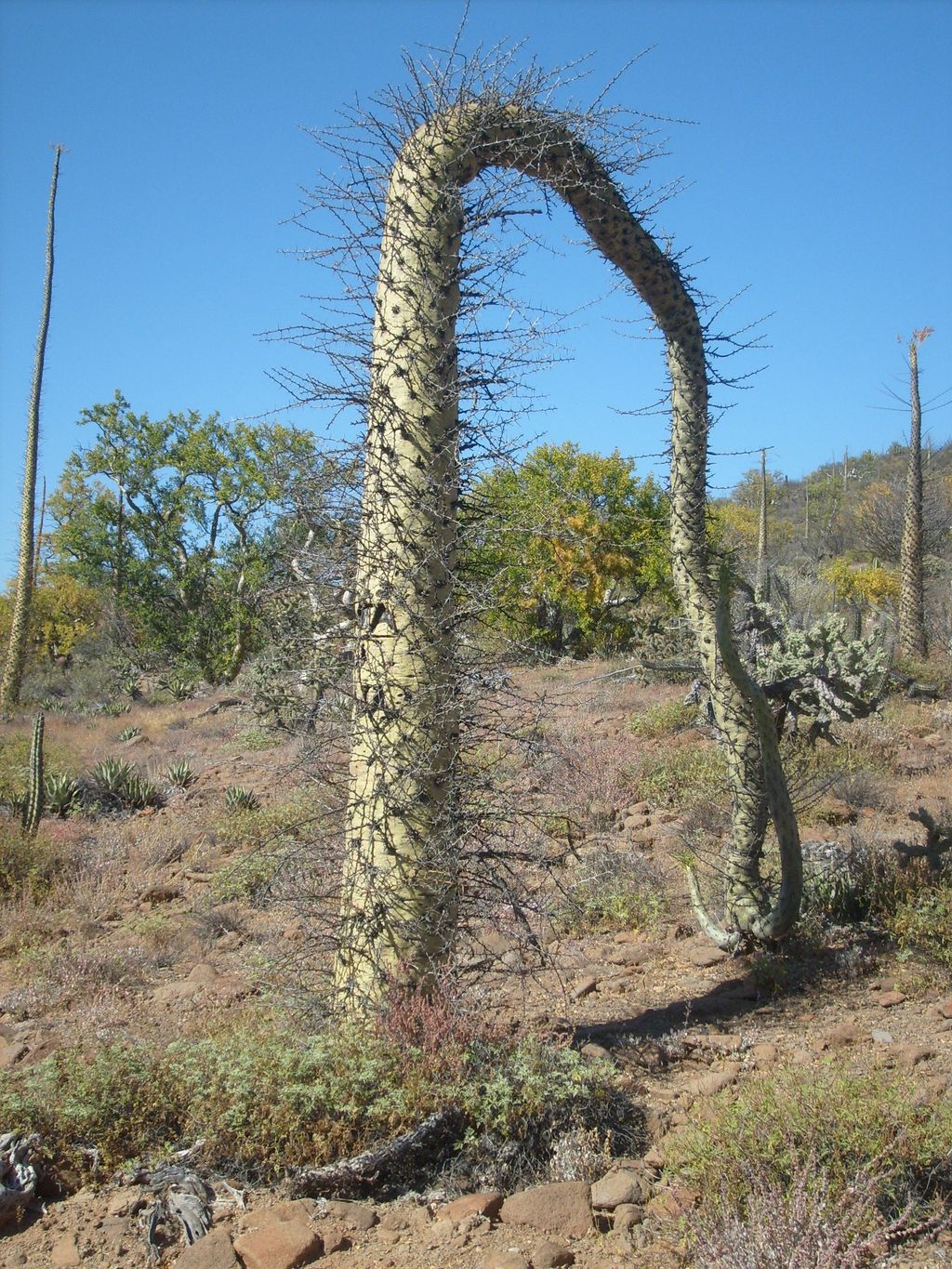 Desert flora