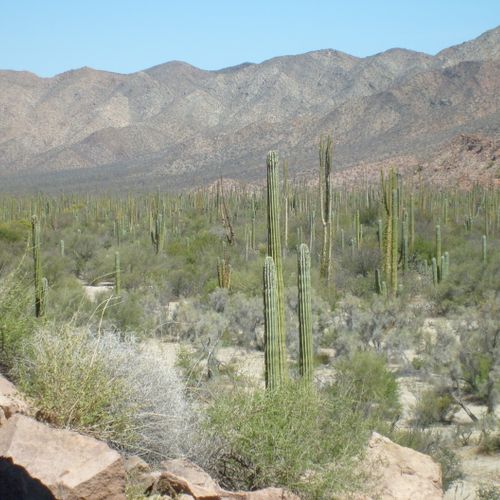 Vast Viscaino Desert!  Home to the largest cacti on Earth.