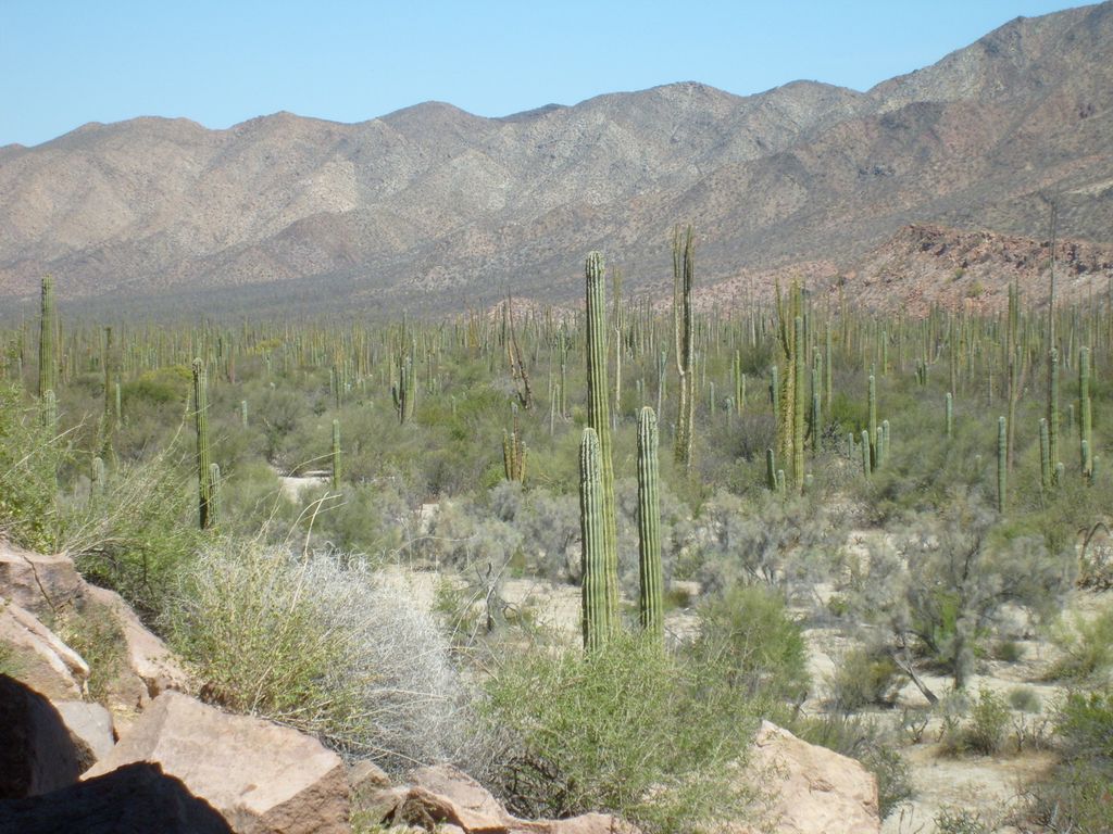 Vast Viscaino Desert!  Home to the largest cacti o