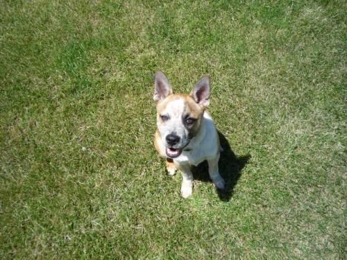 Ronin is seen here as a 5 month old puppy, complet