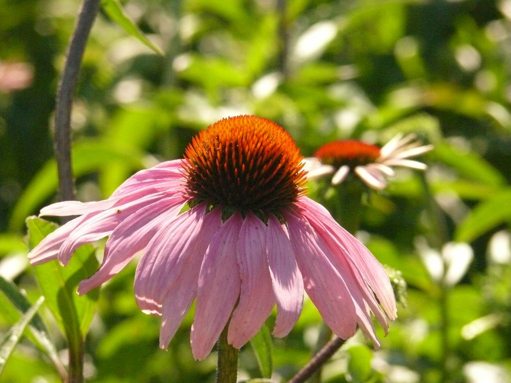 Echinacea angustfolia