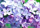 Lilac Weddings