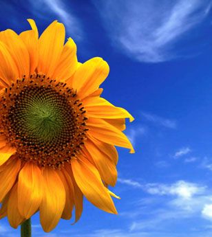 Allergy Free.Biz  Laser Allergy Relief Center