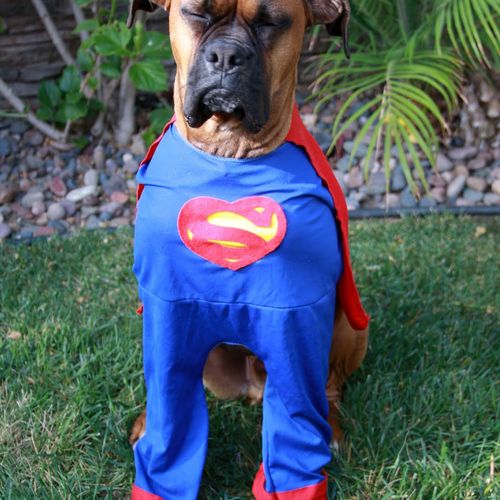 Super Dog on the way, trained today, saving lives 
