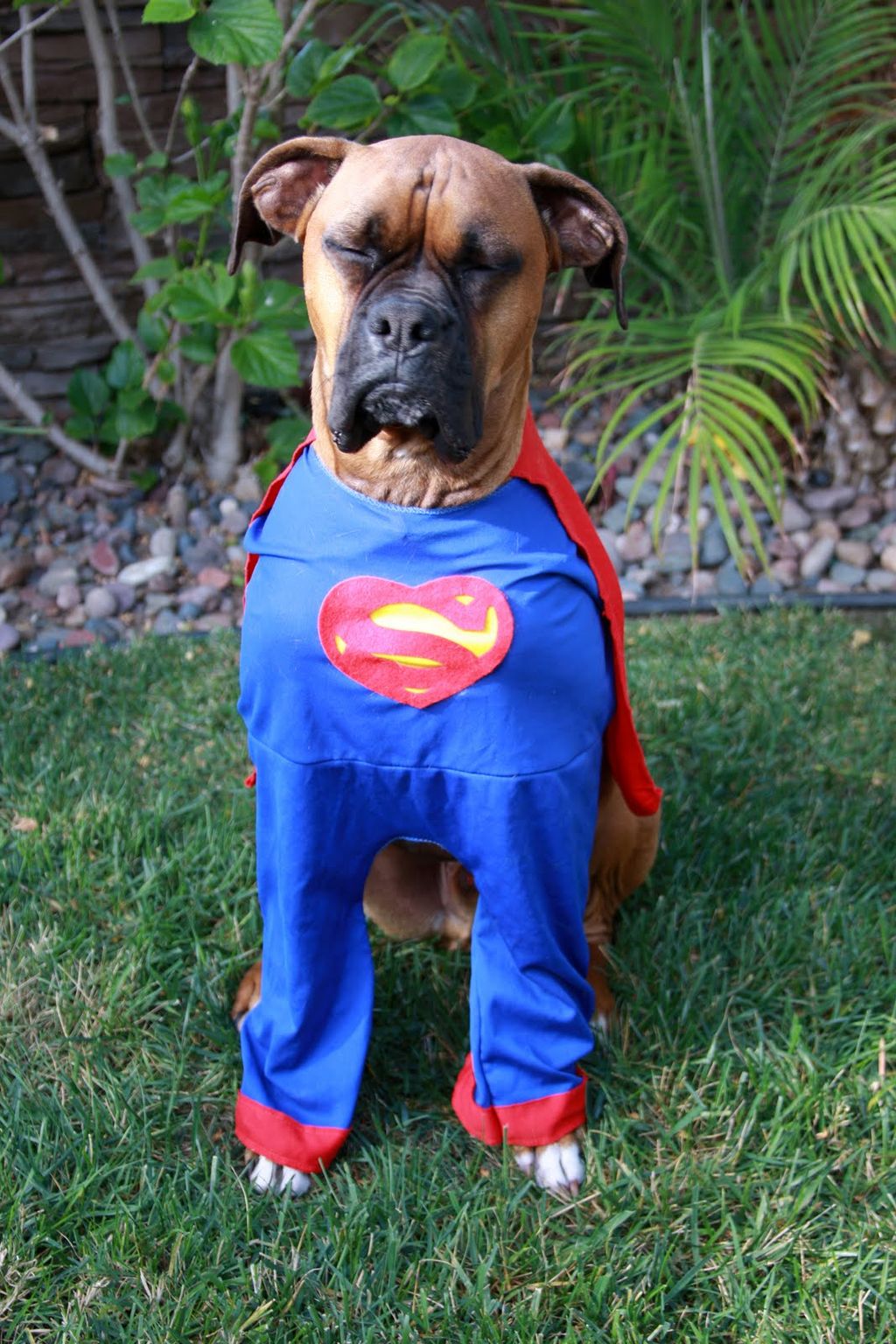 Super Dog on the way, trained today, saving lives 