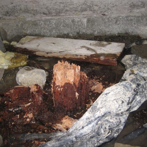 Dampwood termite damage