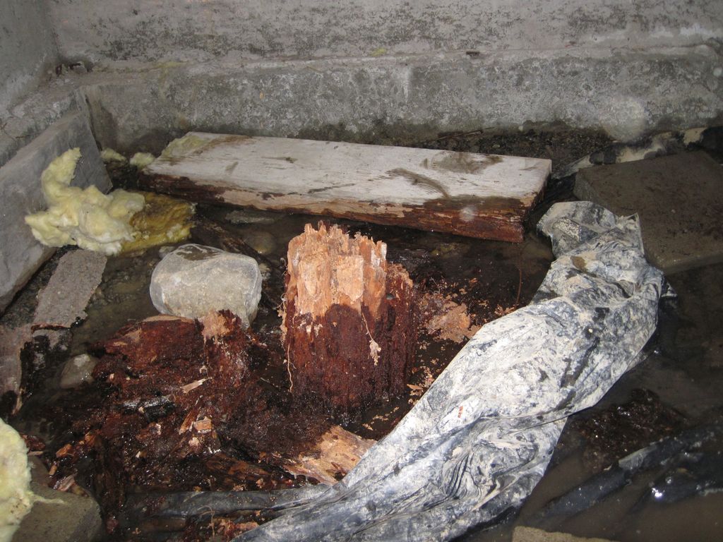 Dampwood termite damage