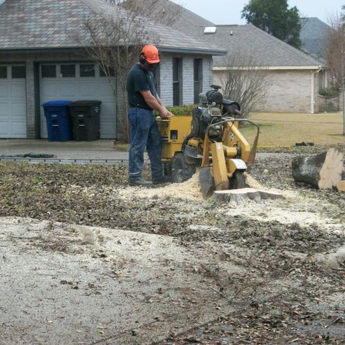 Large Red Oak removal with stump grinding
