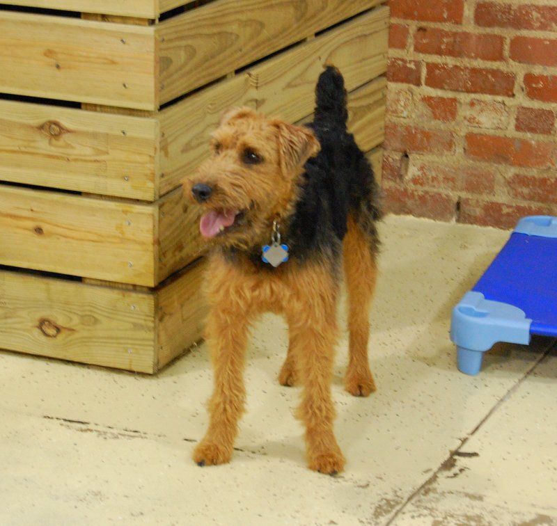 Teddy the most energetic dog around.