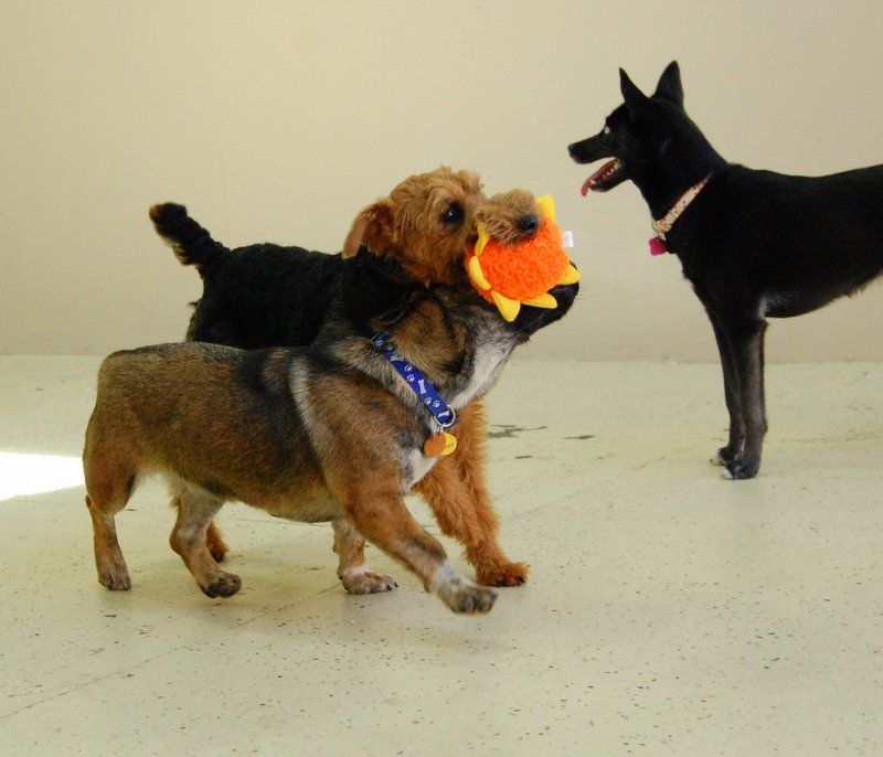 Playing hard at Dog Days of Birmingham.