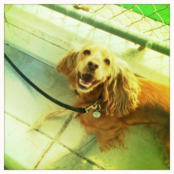 Joel's dog, Amelia.