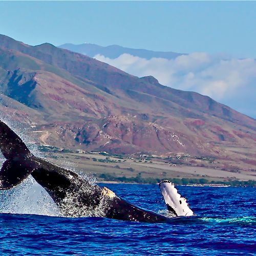 Whale - Hawaii