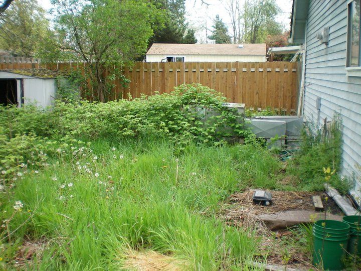 Pictures of BEFORE/AFTER!  -back yard clean up

 B