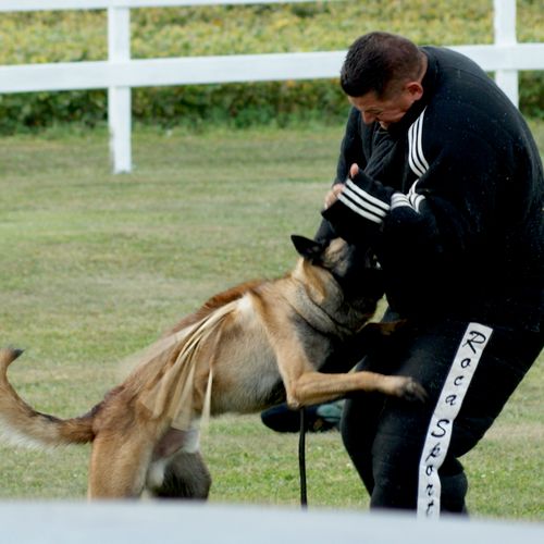 Personal Protection Dog Training