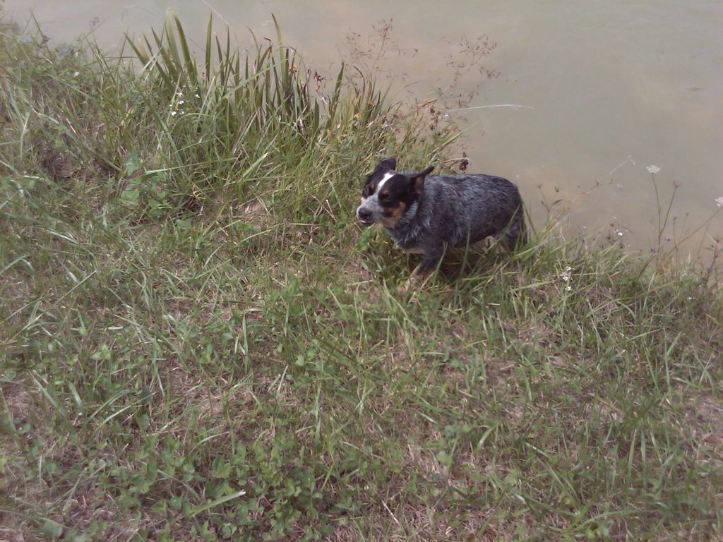 Jazz enjoying a hot summer day in the country
