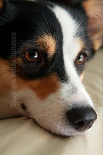 Pet photography