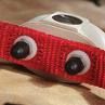 Comfort Contacts for Your Pet