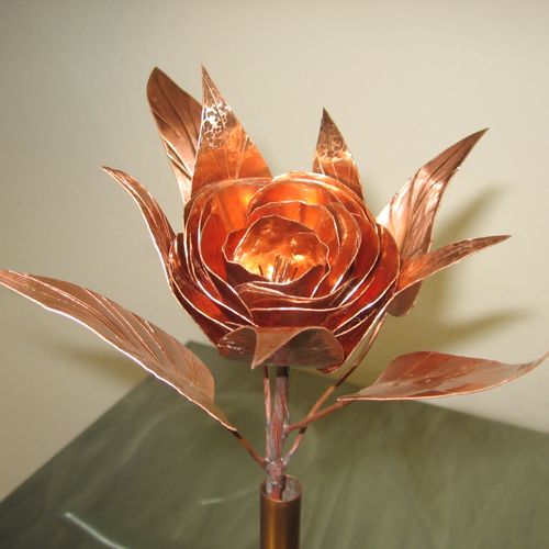 A Copper Rose