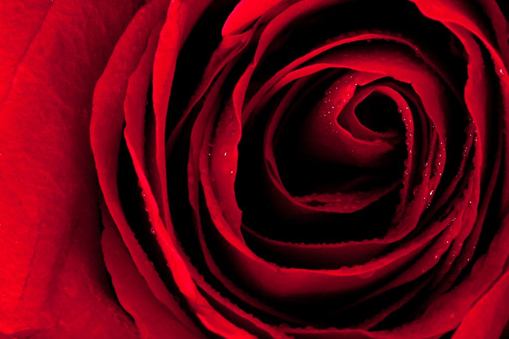 Close up of a red rose.  Customer had a black room